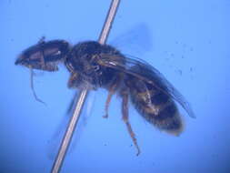 Image of Euhesma pantoni (Exley 1998)