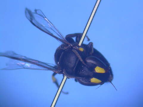 Image of Hylaeus desertoris Houston 1981