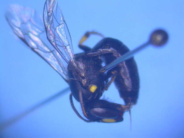 Sivun Hylaeus desertoris Houston 1981 kuva