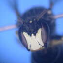 Image of Hylaeus