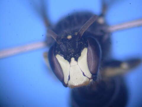 Image of Hylaeus