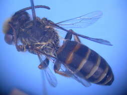 Image of Trichocolletes rufibasis (Cockerell 1929)