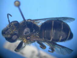 Image of Trichocolletes