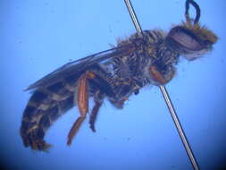 Image of Trichocolletes