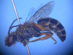 Image of Trichocolletes