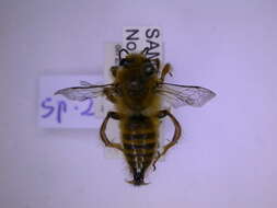 Image of Goniocolletes