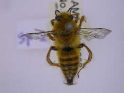 Image of Goniocolletes