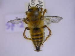 Image of Goniocolletes