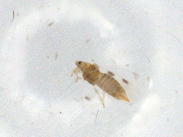 Image of Scolothrips