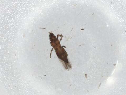 Image of tree thrips