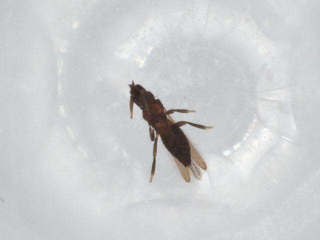 Image of tree thrips