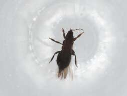 Image of tree thrips