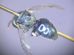 Imagem de Hylaeus albonitens (Cockerell 1905)