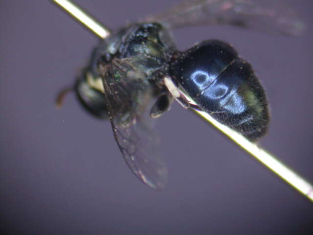 Imagem de Hylaeus albonitens (Cockerell 1905)