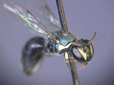 Imagem de Hylaeus albonitens (Cockerell 1905)