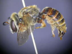 Image of Chrysocolletes houstoni Maynard 1996