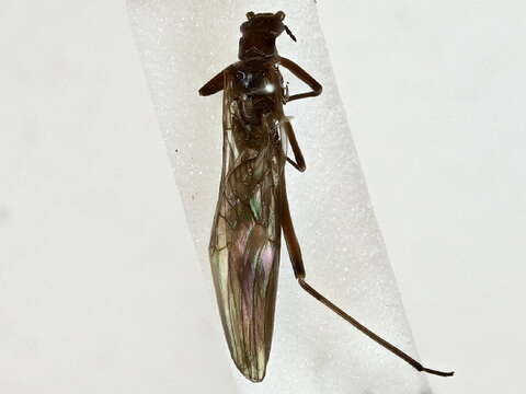 Image of Southern Stoneflies