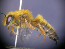 Image of Goniocolletes