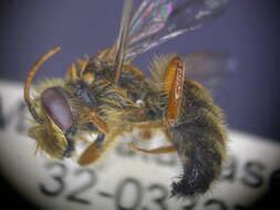 Image of Goniocolletes