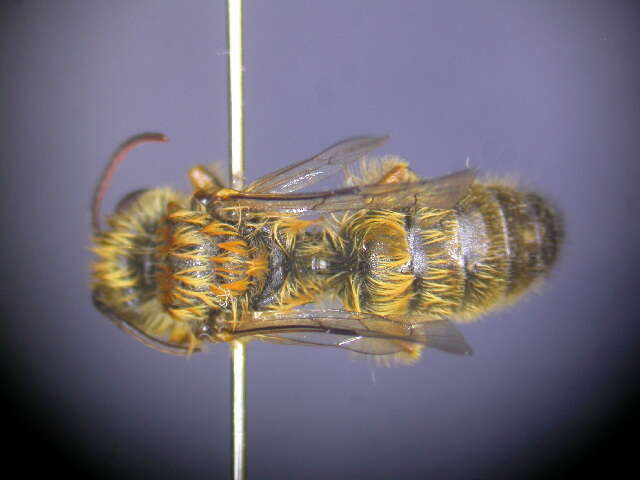 Image of Goniocolletes