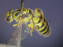 صورة Callohesma flavopicta (Smith 1879)