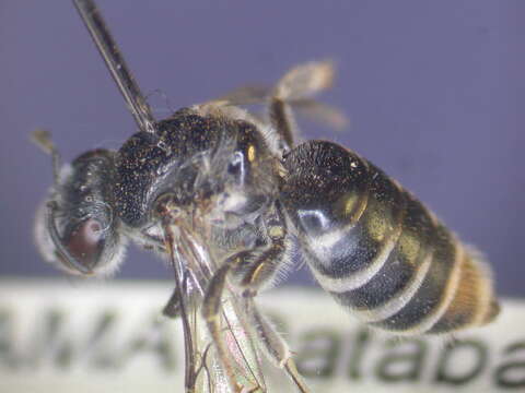 Image of Euryglossa salaris Cockerell 1910