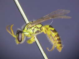 صورة Callohesma flavopicta (Smith 1879)