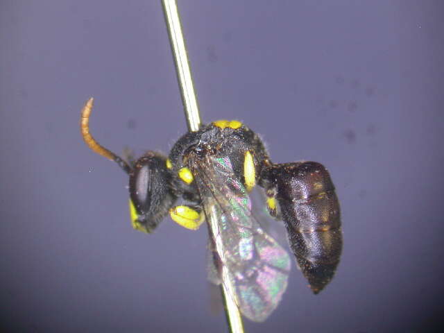 Image of Hylaeus honestus (Smith 1879)