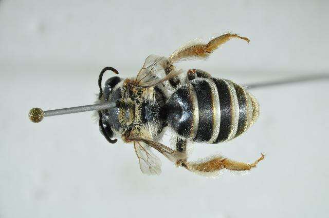 Image of <i>Trichocolletes centralis</i>