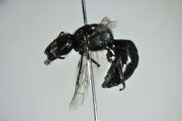 Image of Hylaeus desertoris Houston 1981