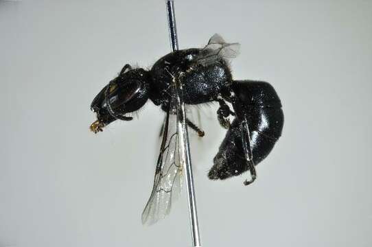 Imagem de Hylaeus desertoris Houston 1981