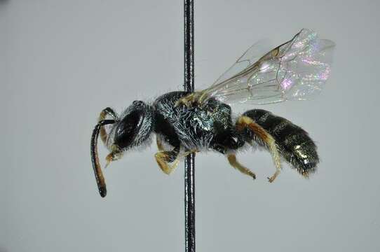 Image of Lasioglossum soror (Saunders 1901)