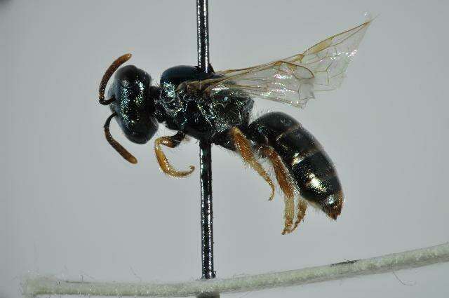 Image of Lasioglossum soror (Saunders 1901)