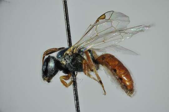 Lasioglossum dotatum (Cockerell 1912)的圖片