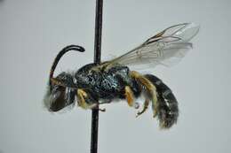 Image of Lasioglossum soror (Saunders 1901)