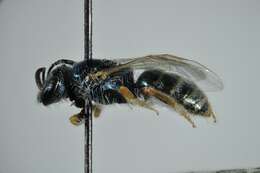 Image of Lasioglossum soror (Saunders 1901)