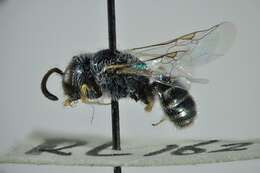 Image of Lasioglossum soror (Saunders 1901)