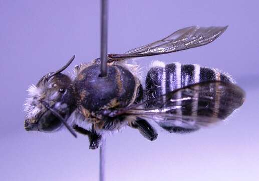 Image of Megachile