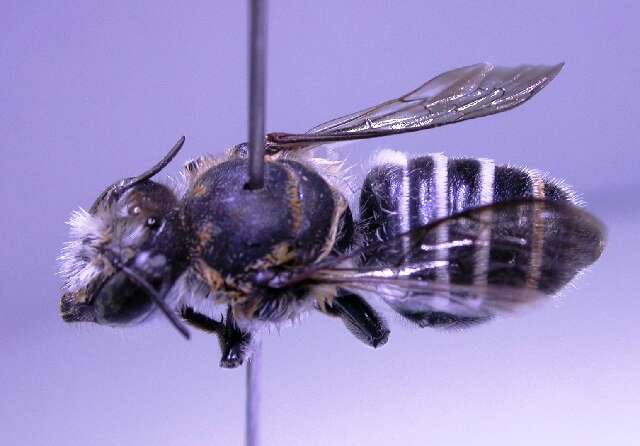 Image of Megachile