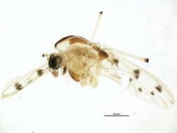 Image of Dicrotendipes septemmaculatus (Becker 1908)