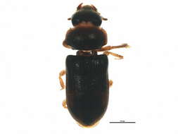 Image of variegated mud-loving beetles