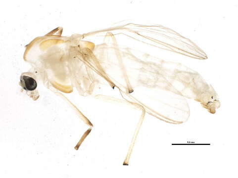 Dicrotendipes pseudoconjunctus Epler 1988 resmi