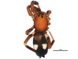 Слика од Gnaphosidae