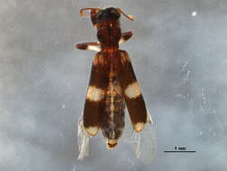 Image of Bark-gnawing, Checkered and Soft-winged Flower Beetles