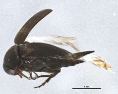 Image of Mordellinae