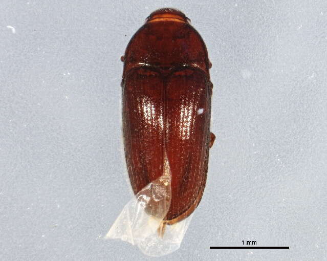 Image de Throscidae