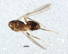 Image of Anagroidea