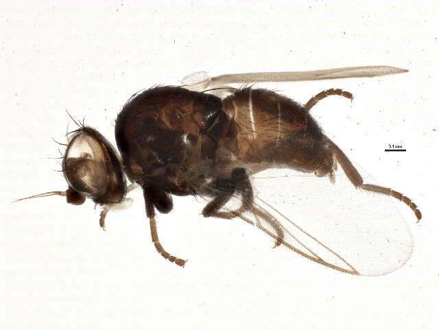 Image of Pseudonapomyza