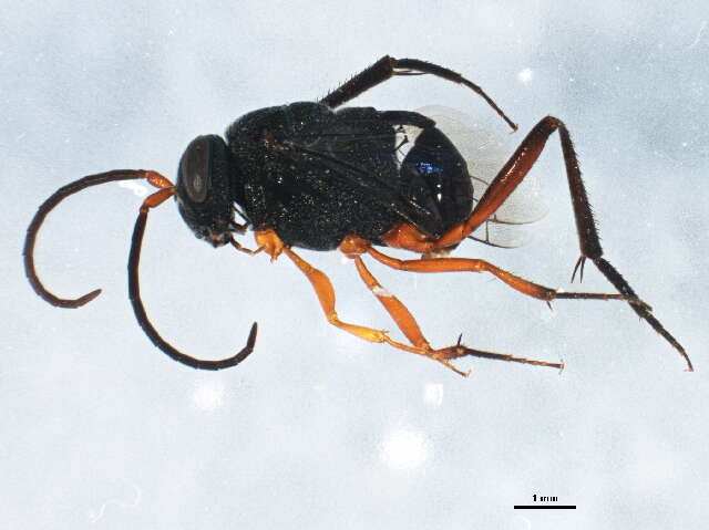 Image of ensign wasps