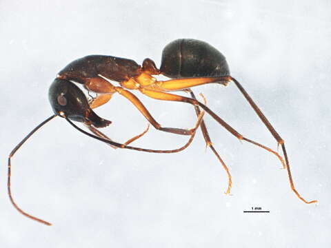 Plancia ëd Camponotus gouldianus Forel 1922